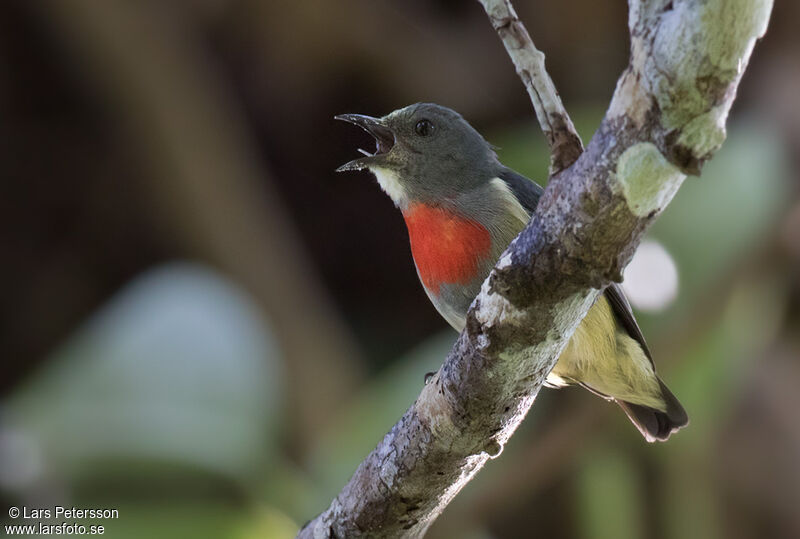 Midget Flowerpecker