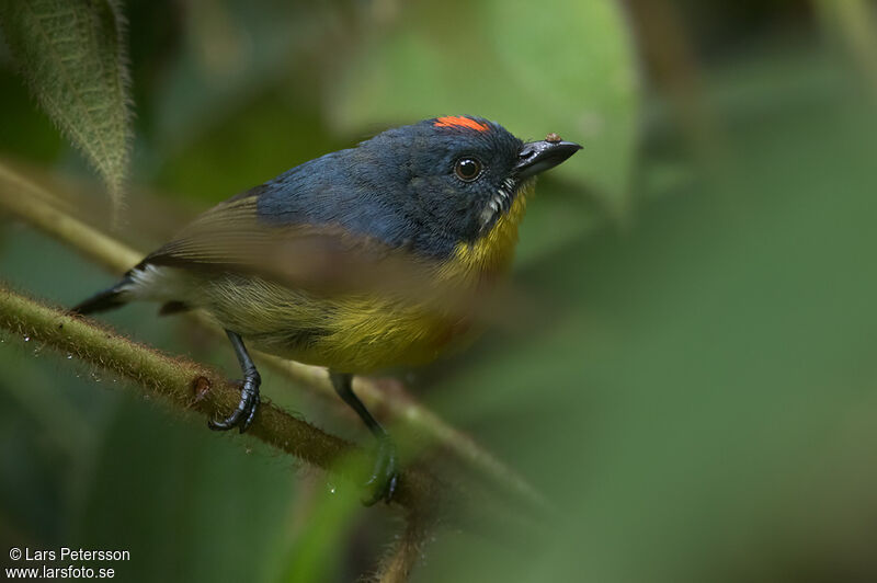 Crimson-breasted Flowerpecker