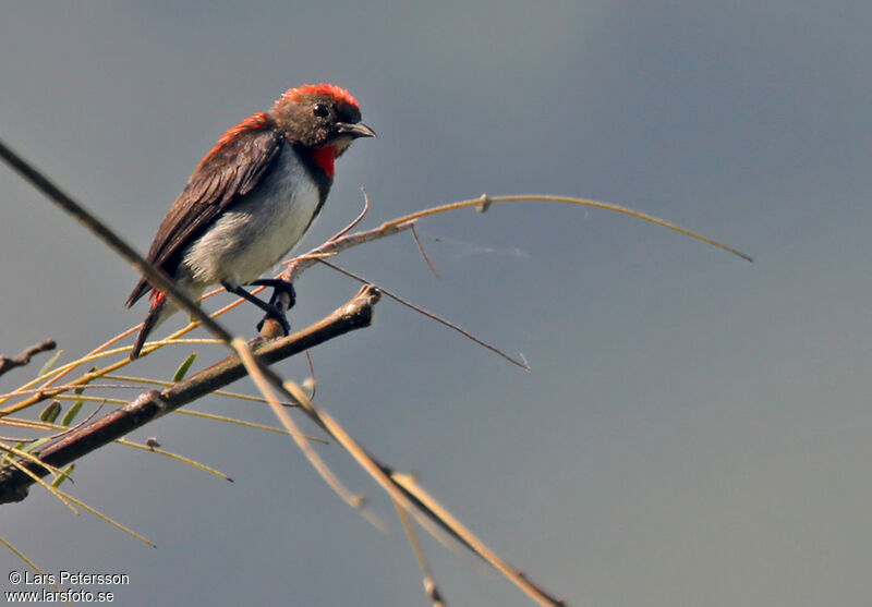 Black-fronted Flowerpecker