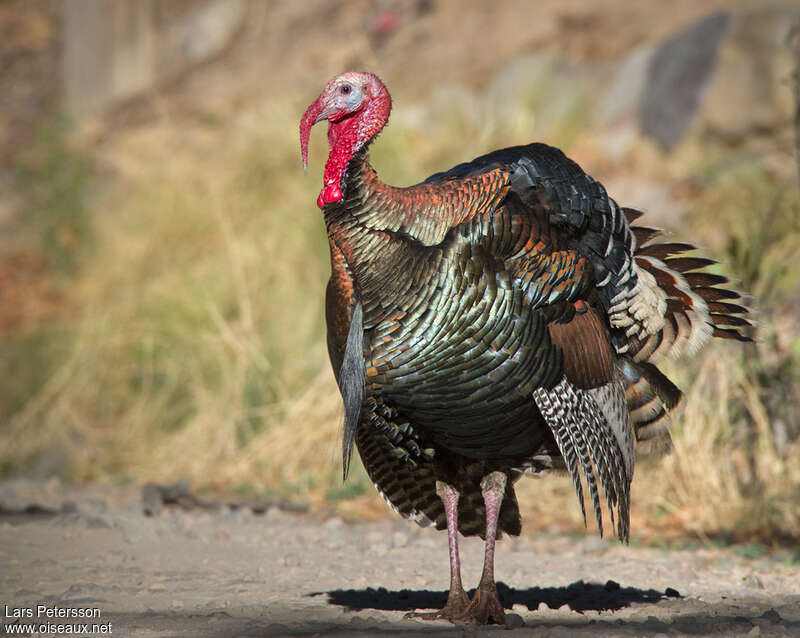 Wild Turkey male adult breeding, identification