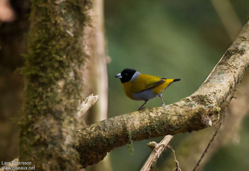 Shelley's Oliveback male adult, identification