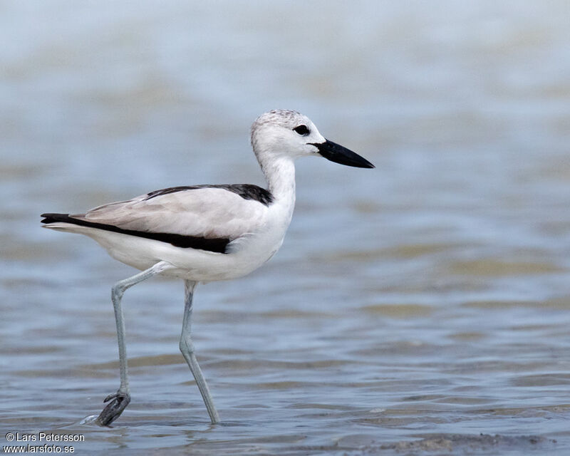 Crab-plover