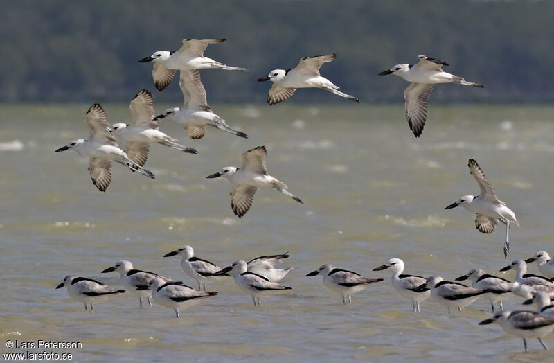 Crab-plover