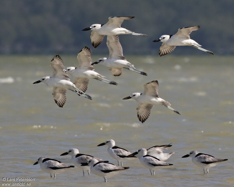 Crab-plover