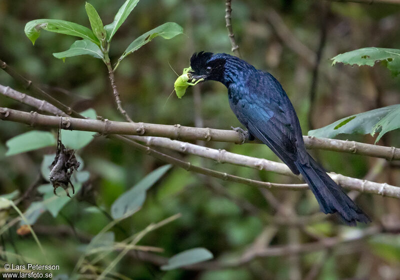 Drongo à raquettes