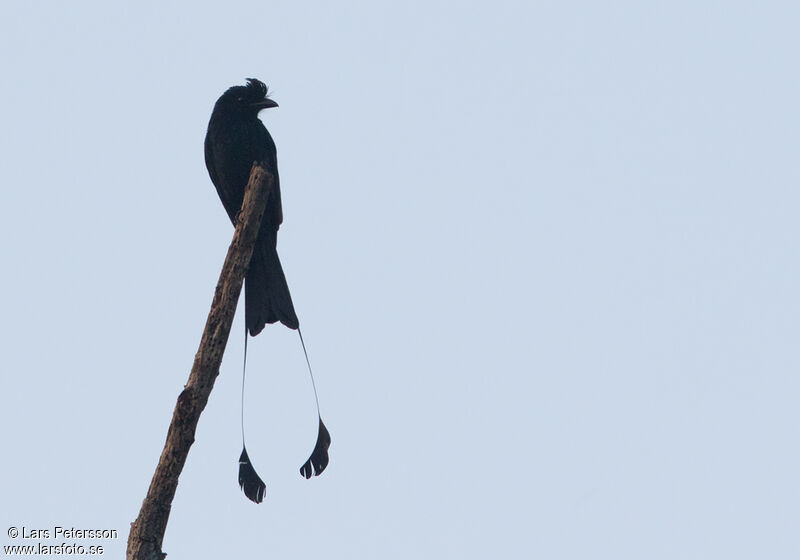 Drongo à raquettes