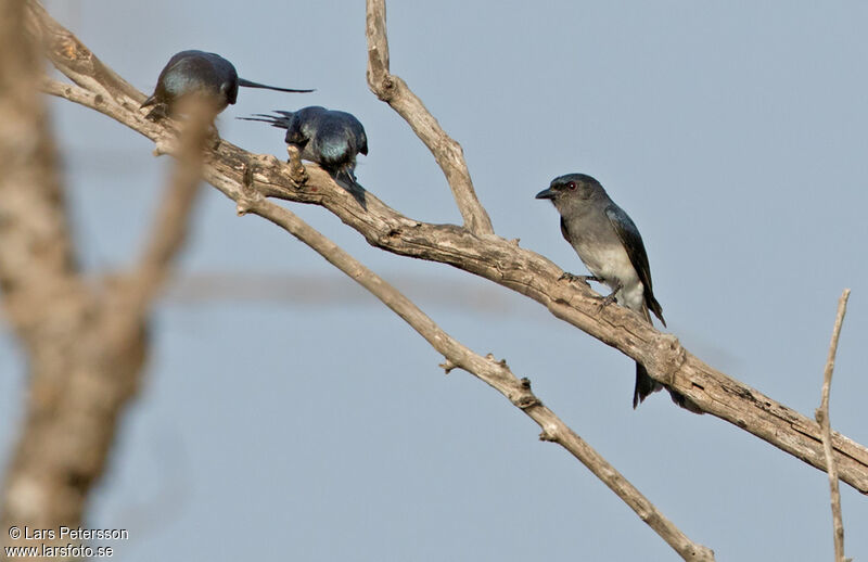 Drongo à ventre blanc