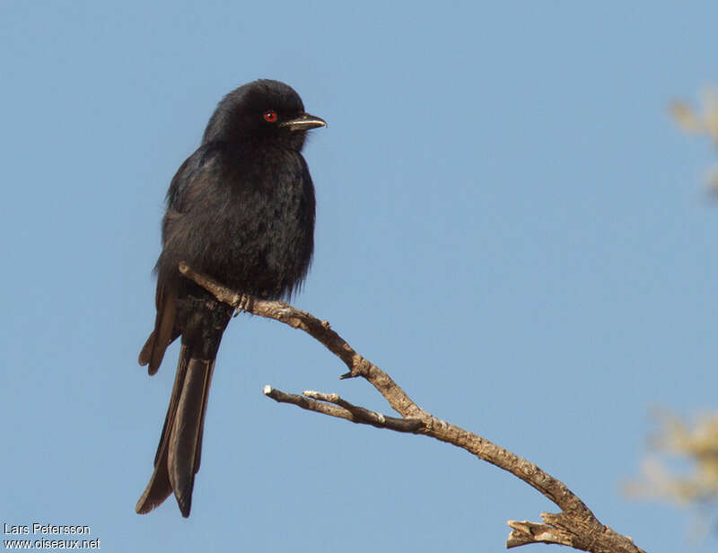 Drongo brillantadulte, identification