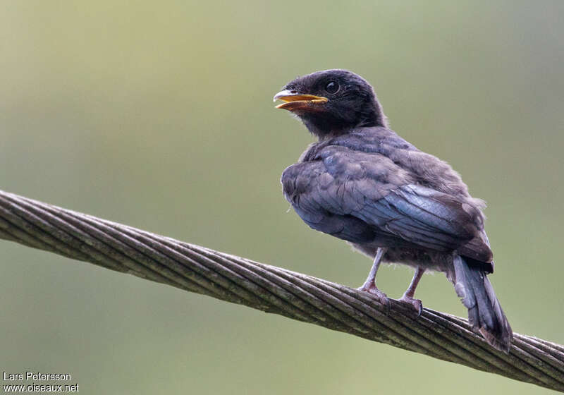 Drongo bronzéjuvénile