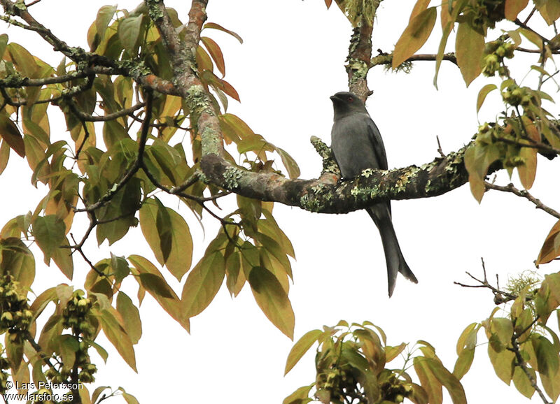 Ashy Drongo