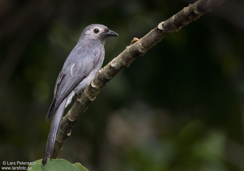 Ashy Drongo