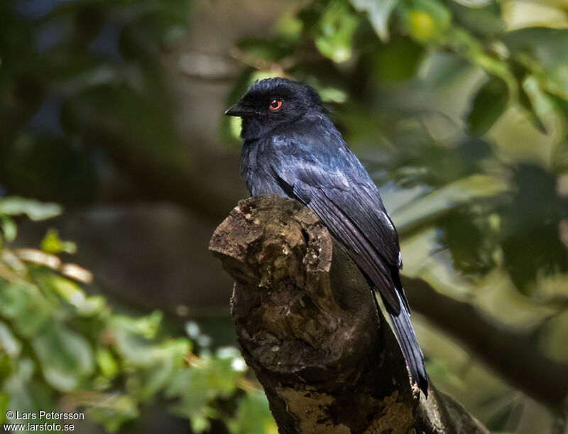 Drongo de Ludwig