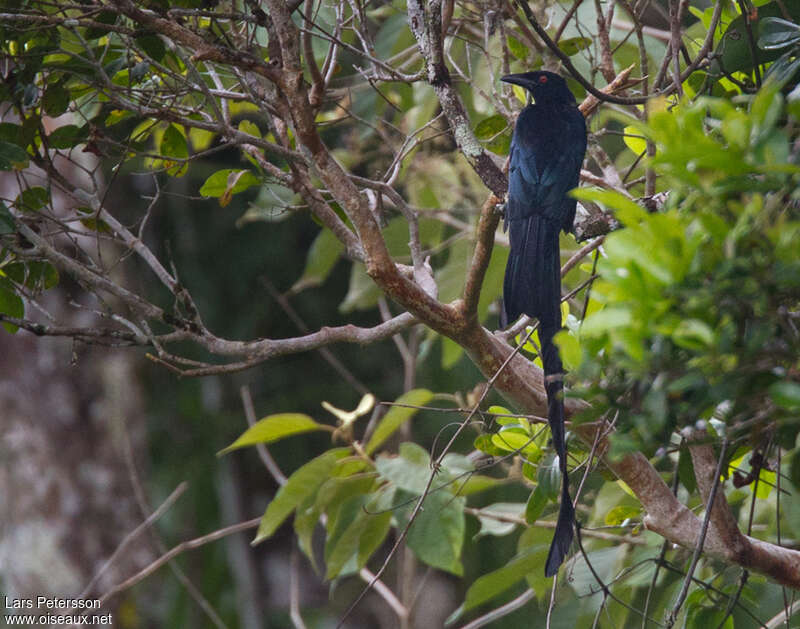 Drongo de Nouvelle-Irlandeadulte, identification