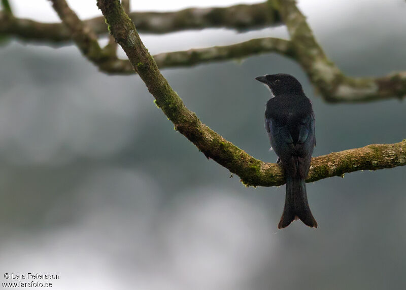 Velvet-mantled Drongo