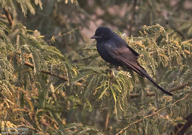 Drongo royal