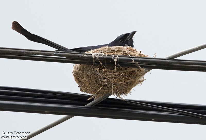 Black Drongo