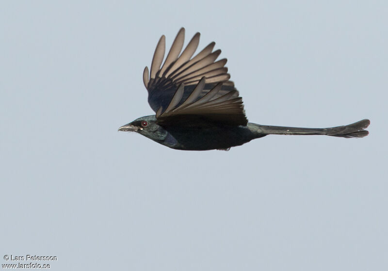 Drongo royal