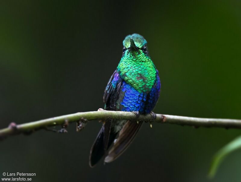 Crowned Woodnymph