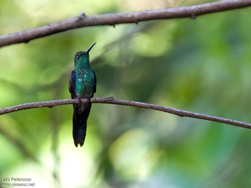 Long-tailed Woodnymph