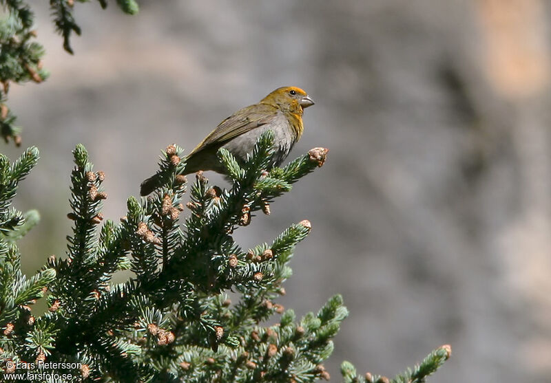 Durbec à tête rouge