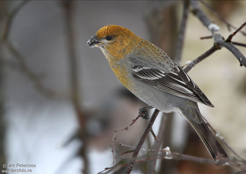 Pine Grosbeak