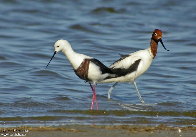 Banded Stilt