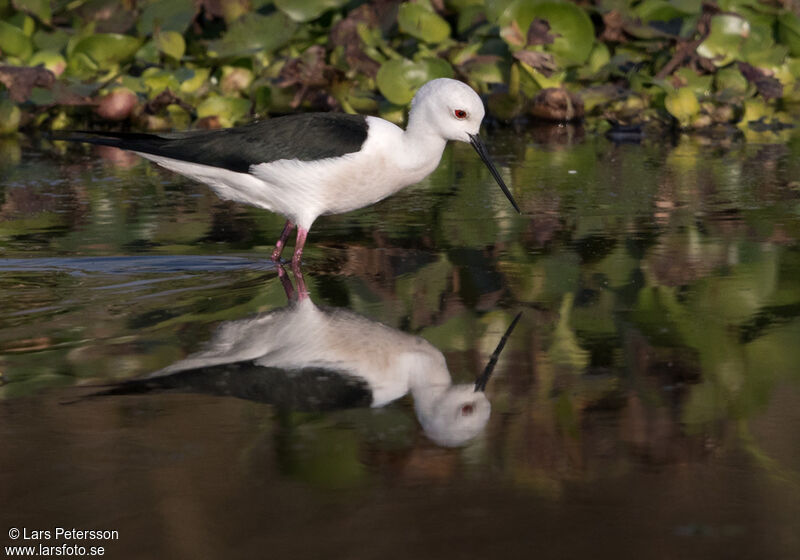 Échasse blanche