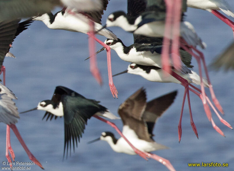 Black-winged Stilt