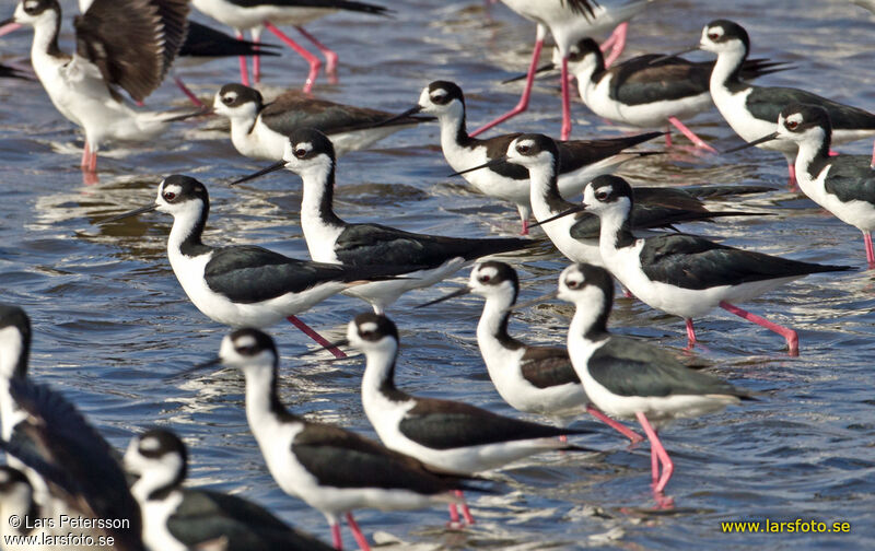 Black-winged Stilt