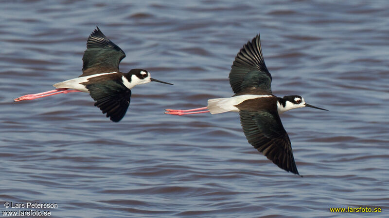 Black-winged Stilt