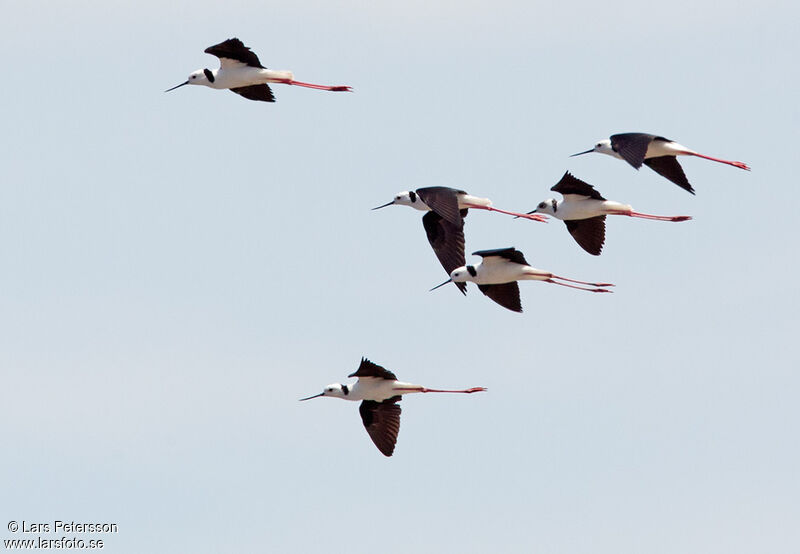 Black-winged Stilt