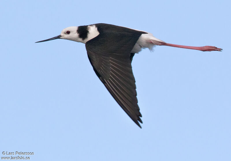 Black-winged Stilt