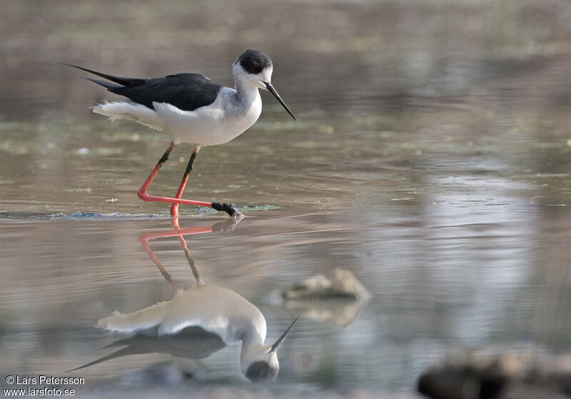 Black-winged Stilt