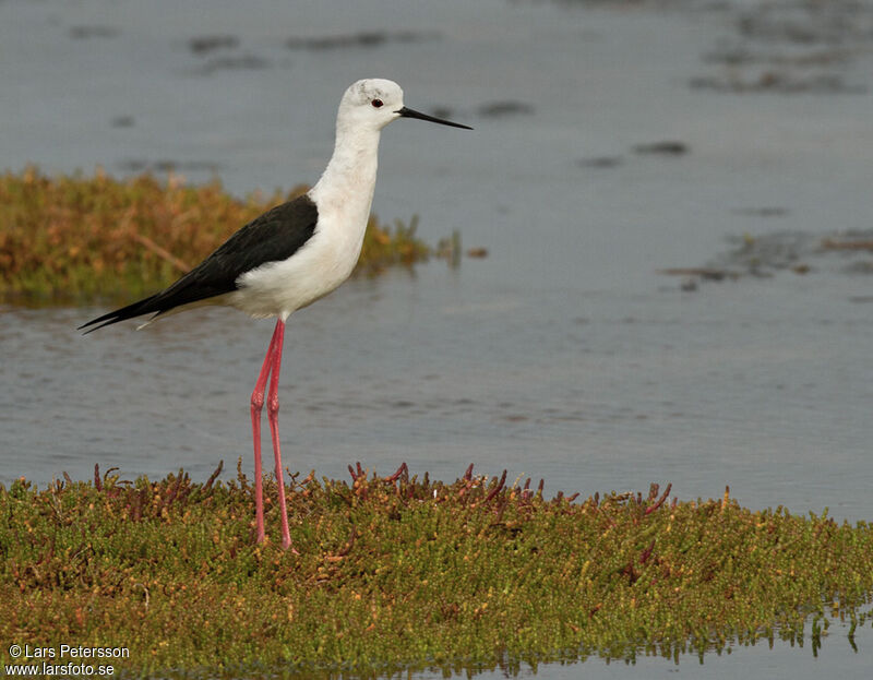 Black-winged Stilt