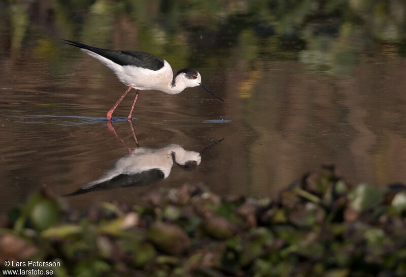 Black-winged Stilt