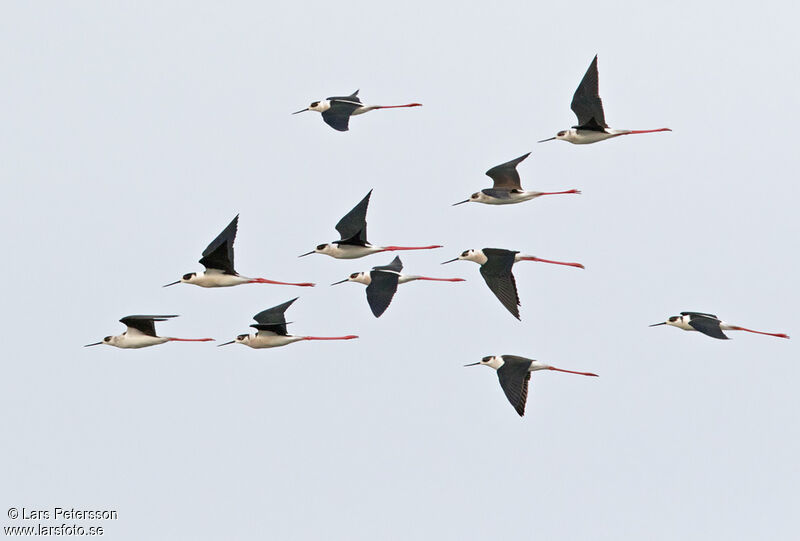 Échasse blanche