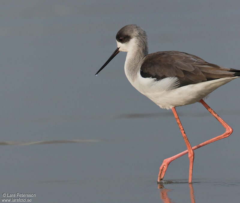 Black-winged Stilt