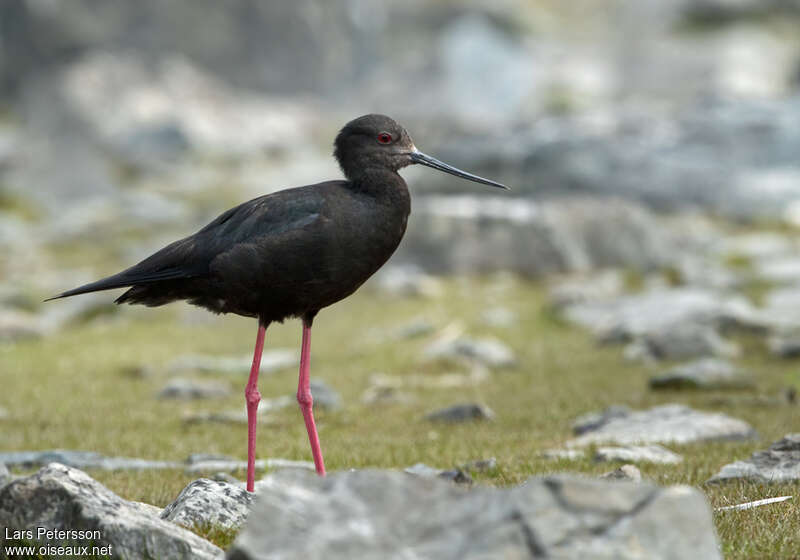 Échasse noireadulte, identification