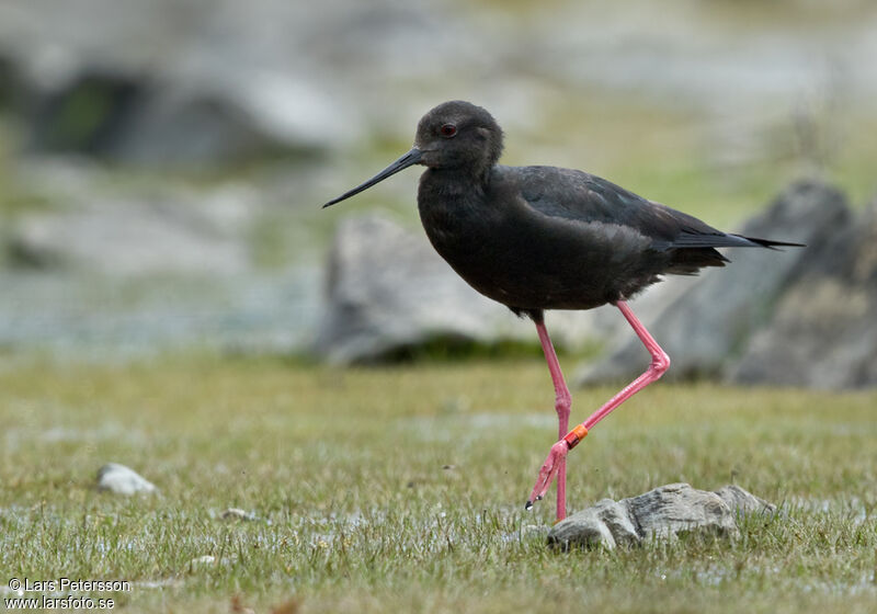 Black Stilt