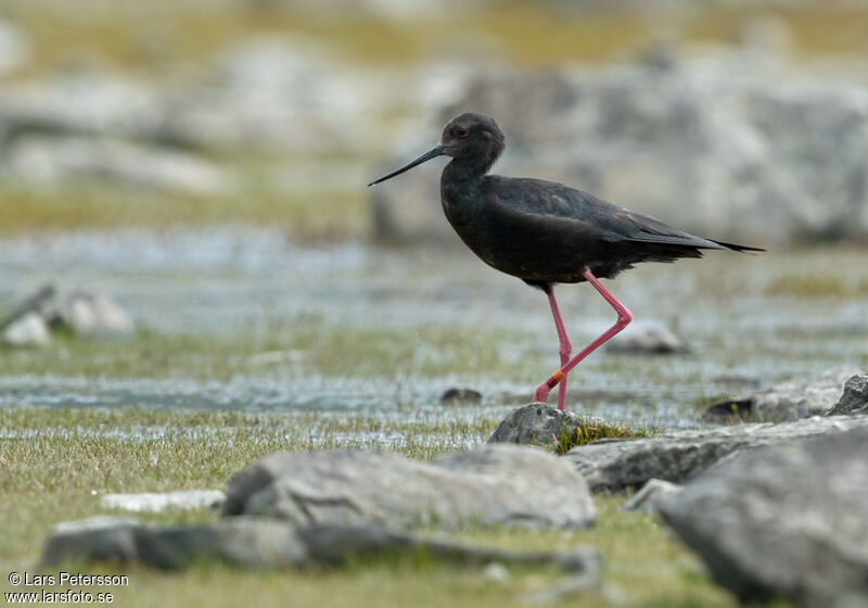 Black Stilt