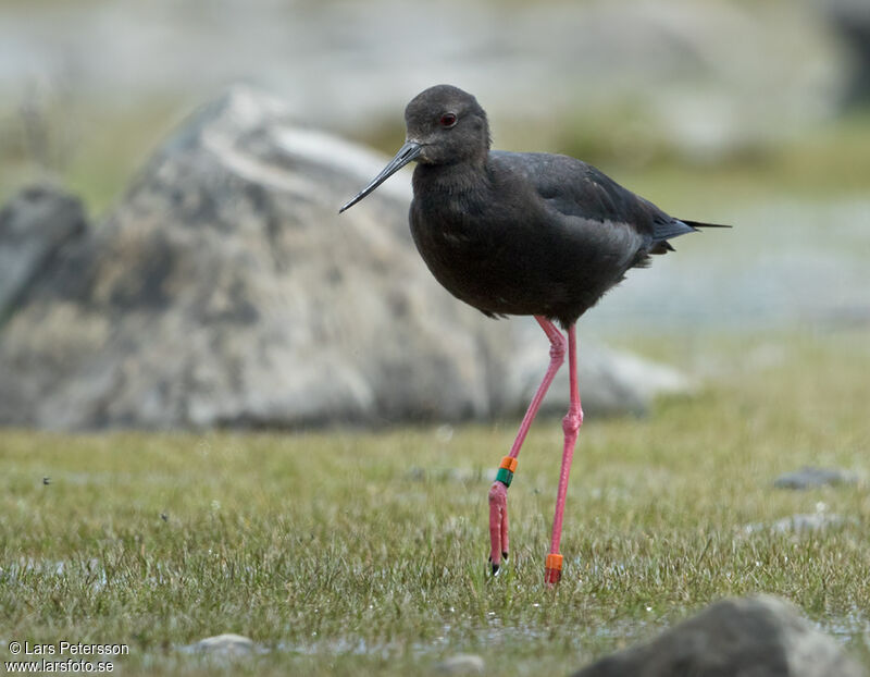 Black Stilt