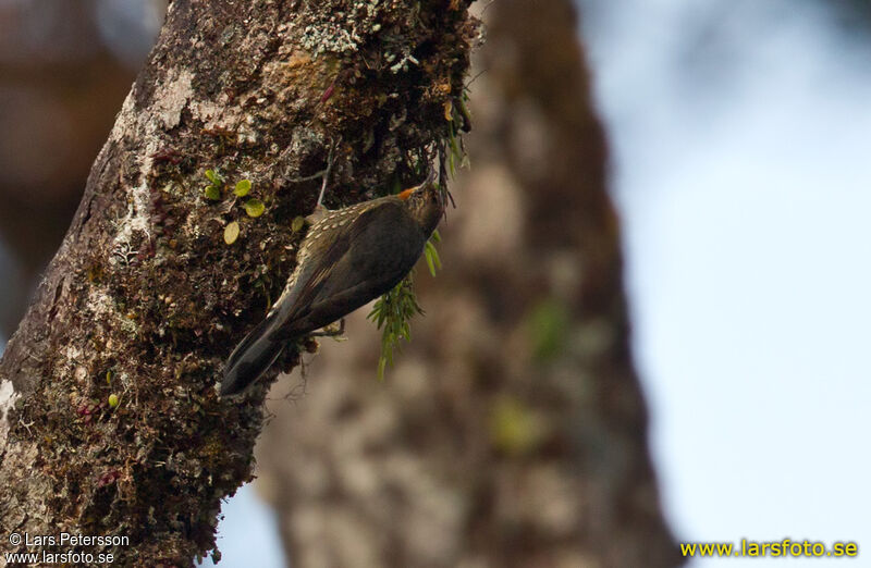 Papuan Treecreeper