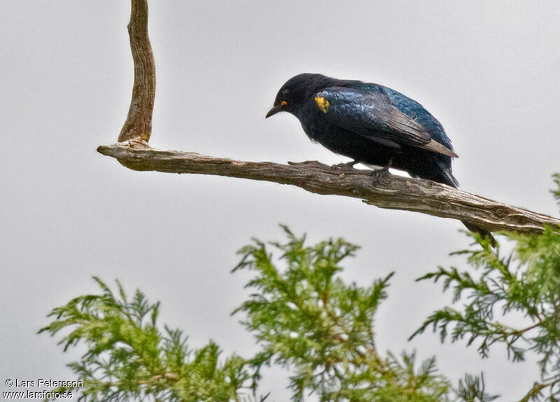 Black Cuckooshrike