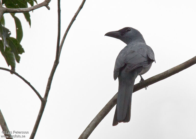 Stout-billed Cuckooshrike