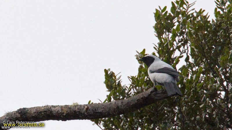 Hooded Cuckooshrike