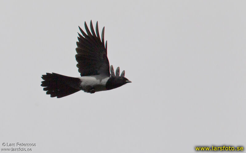 Hooded Cuckooshrike