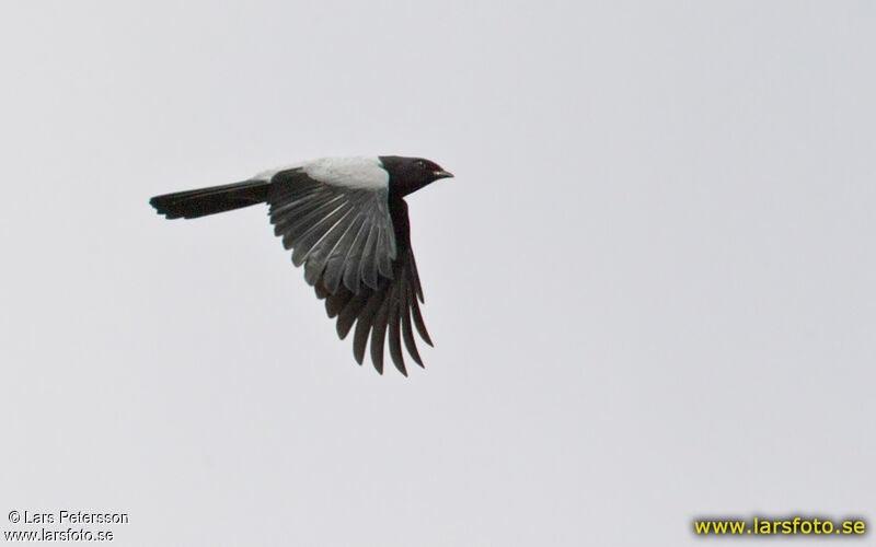 Hooded Cuckooshrike