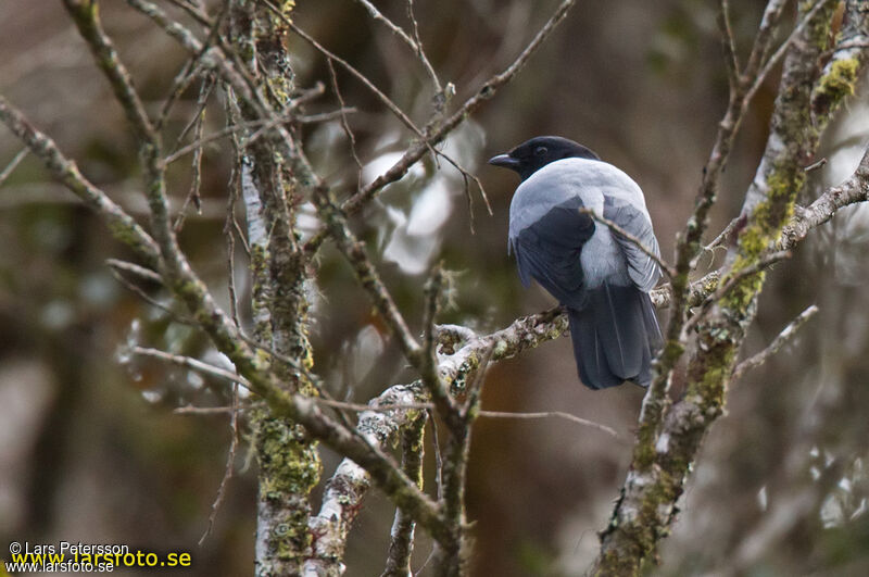 Hooded Cuckooshrike