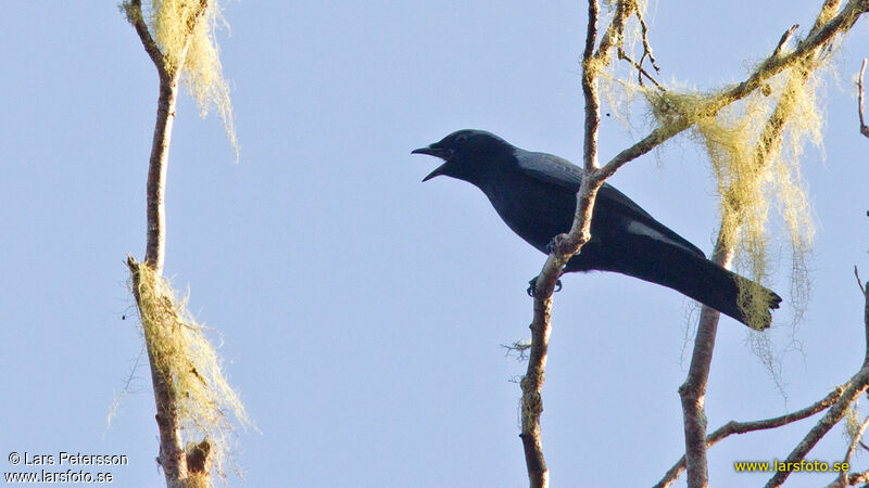 Échenilleur à ventre noir