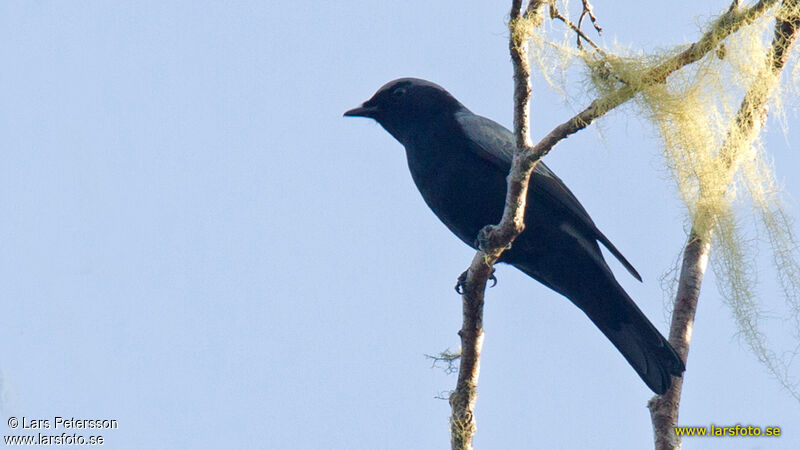 Black-bellied Cuckooshrike